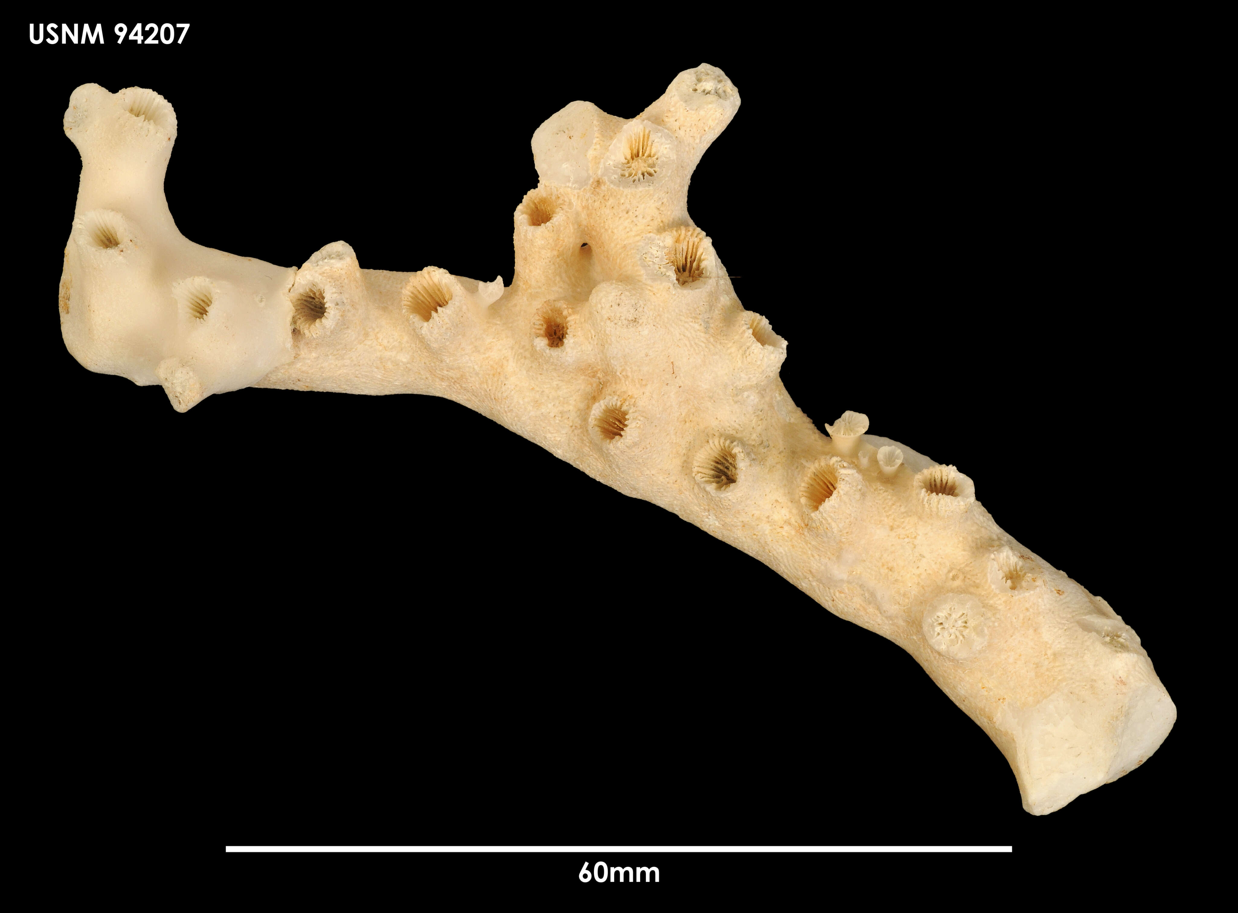 Enallopsammia rostrata (Pourtalès 1878) resmi