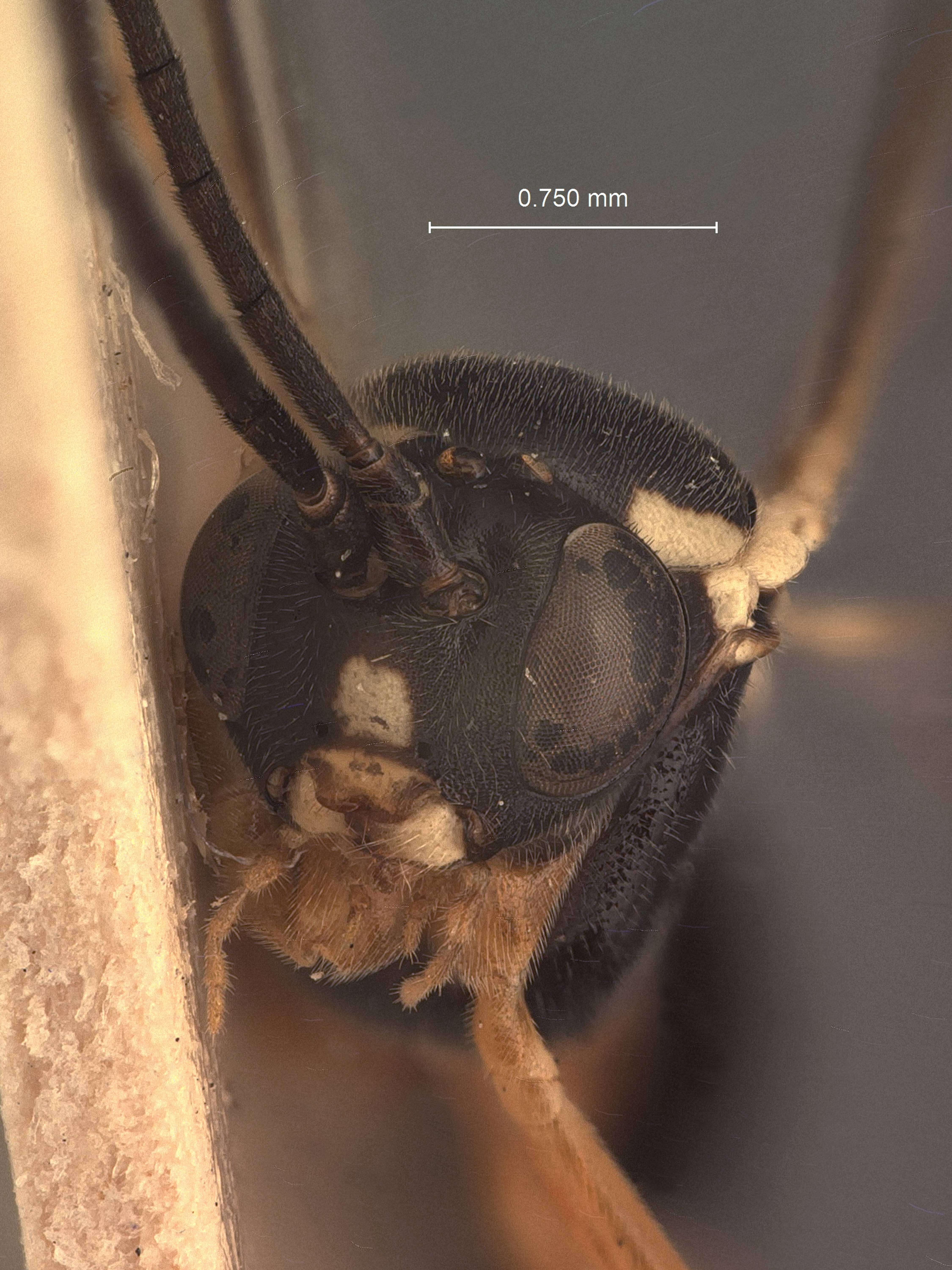 Image of Homocidus subopacus Stelfox 1941