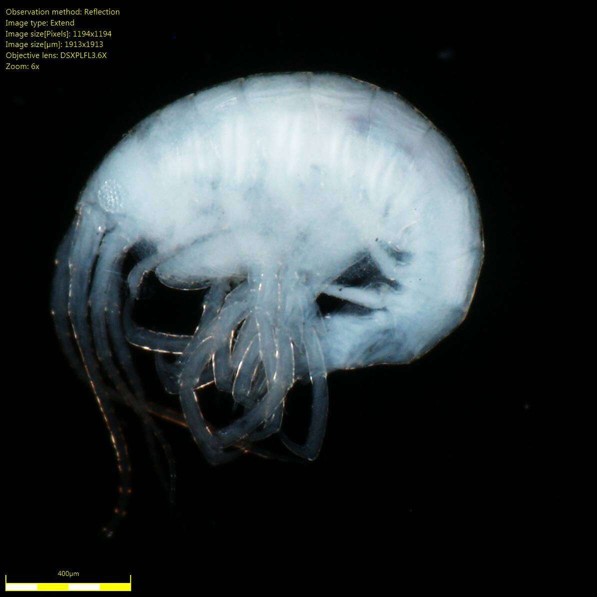 Image of Amphipoda