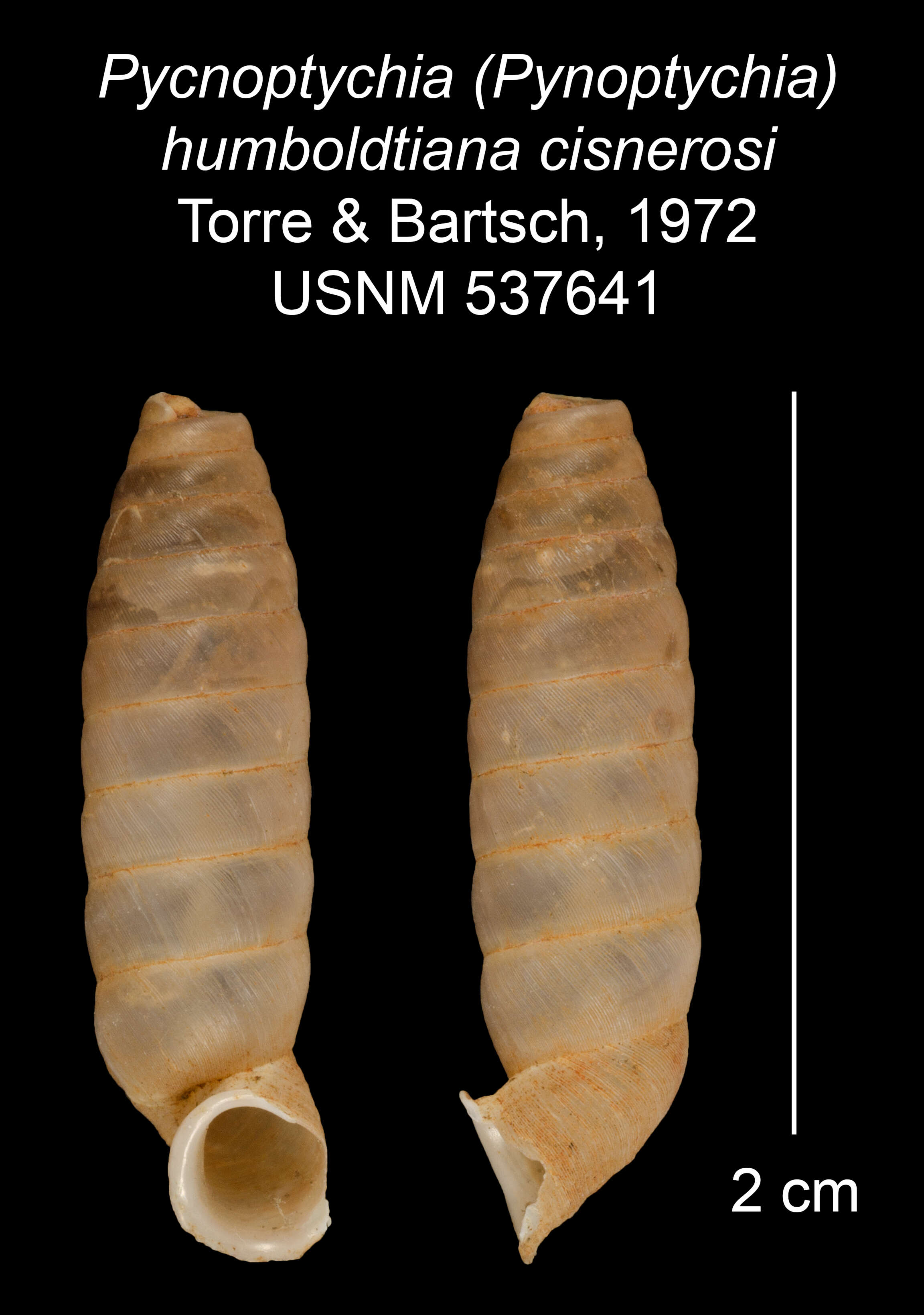 Imagem de <i>Pycnoptychia humboldtiana cisnerosi</i> Torre & Bartsch