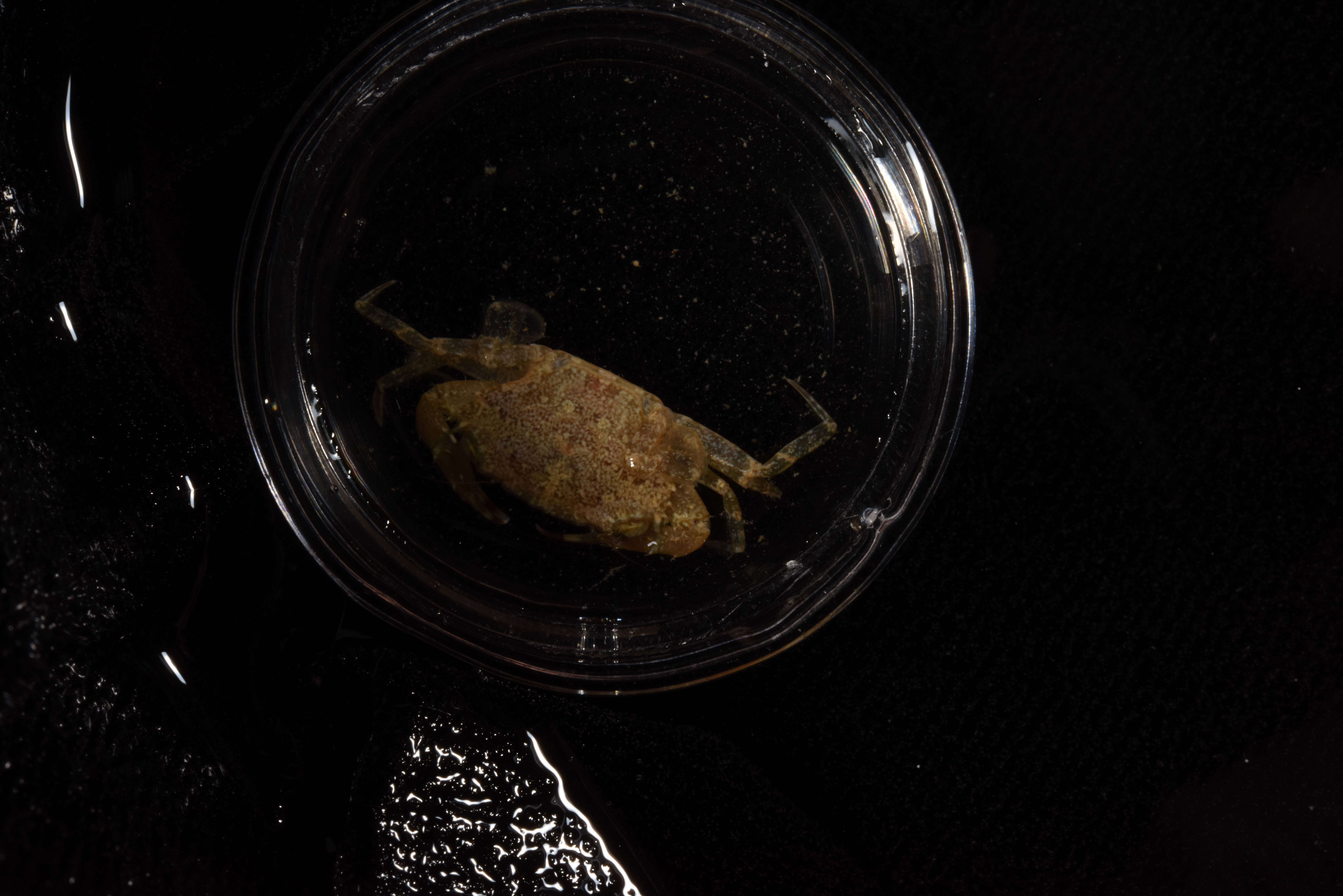 Image of Xanthidae