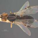 Image of Phanerotoma erythrocephala Rohwer 1917