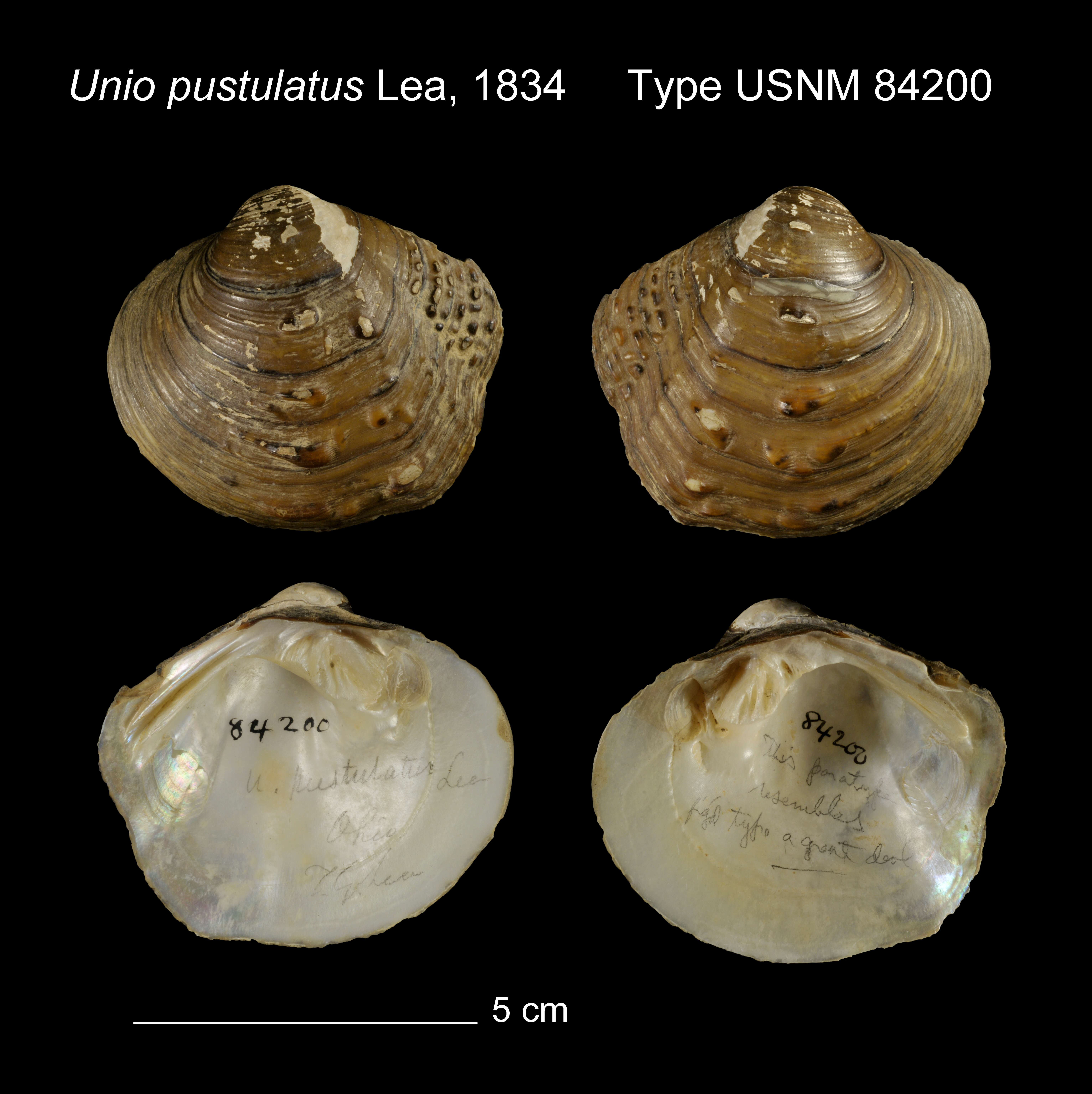 Image of Unio pustulatus I. Lea 1831