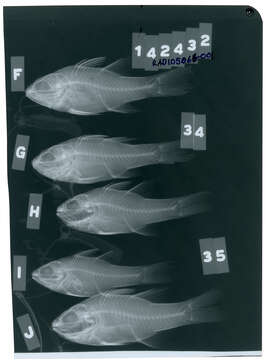 Image of Cook's cardinalfish