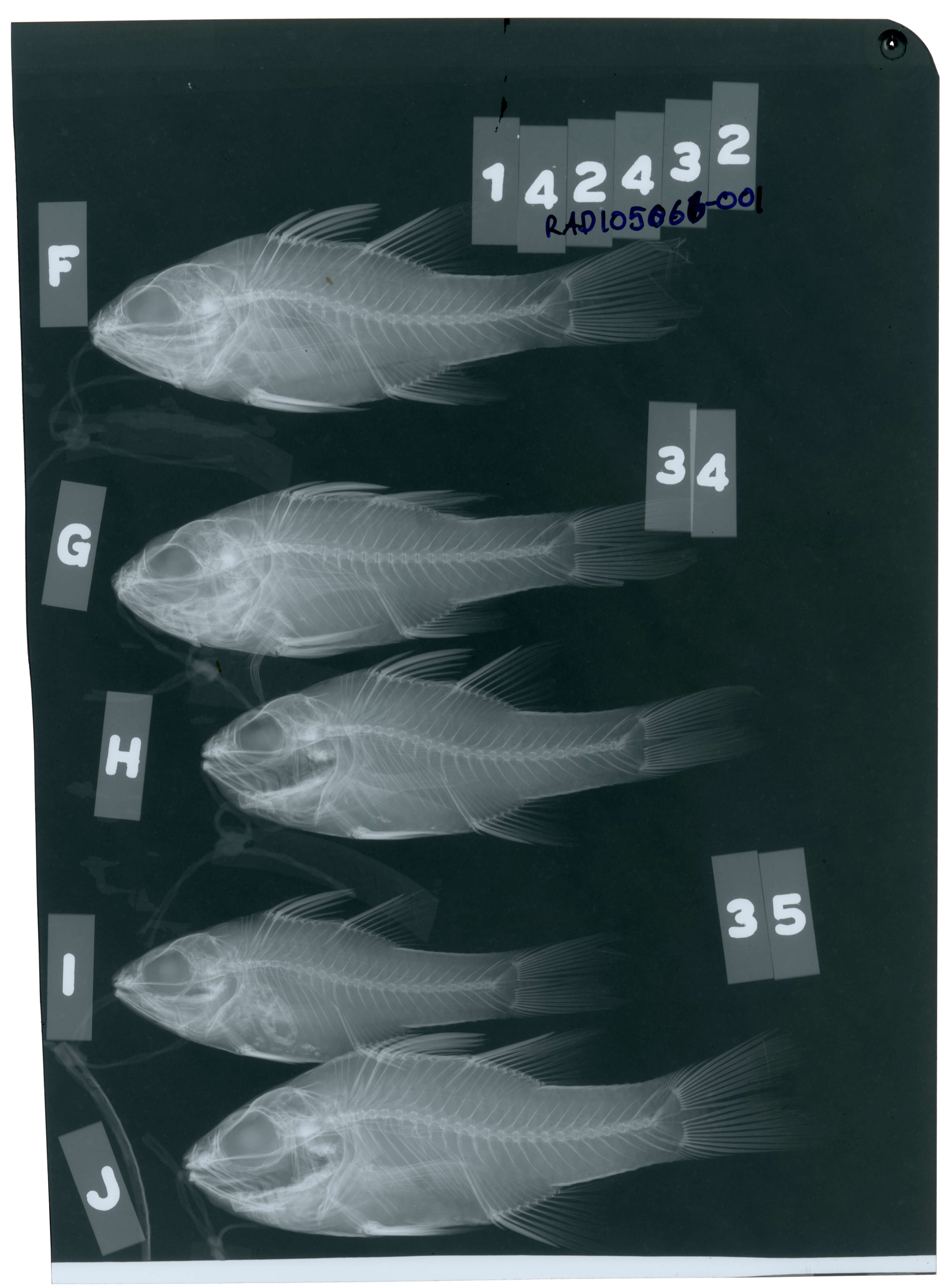 Image of Cook's cardinalfish