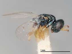 صورة Trichomalopsis dubia (Ashmead 1896)