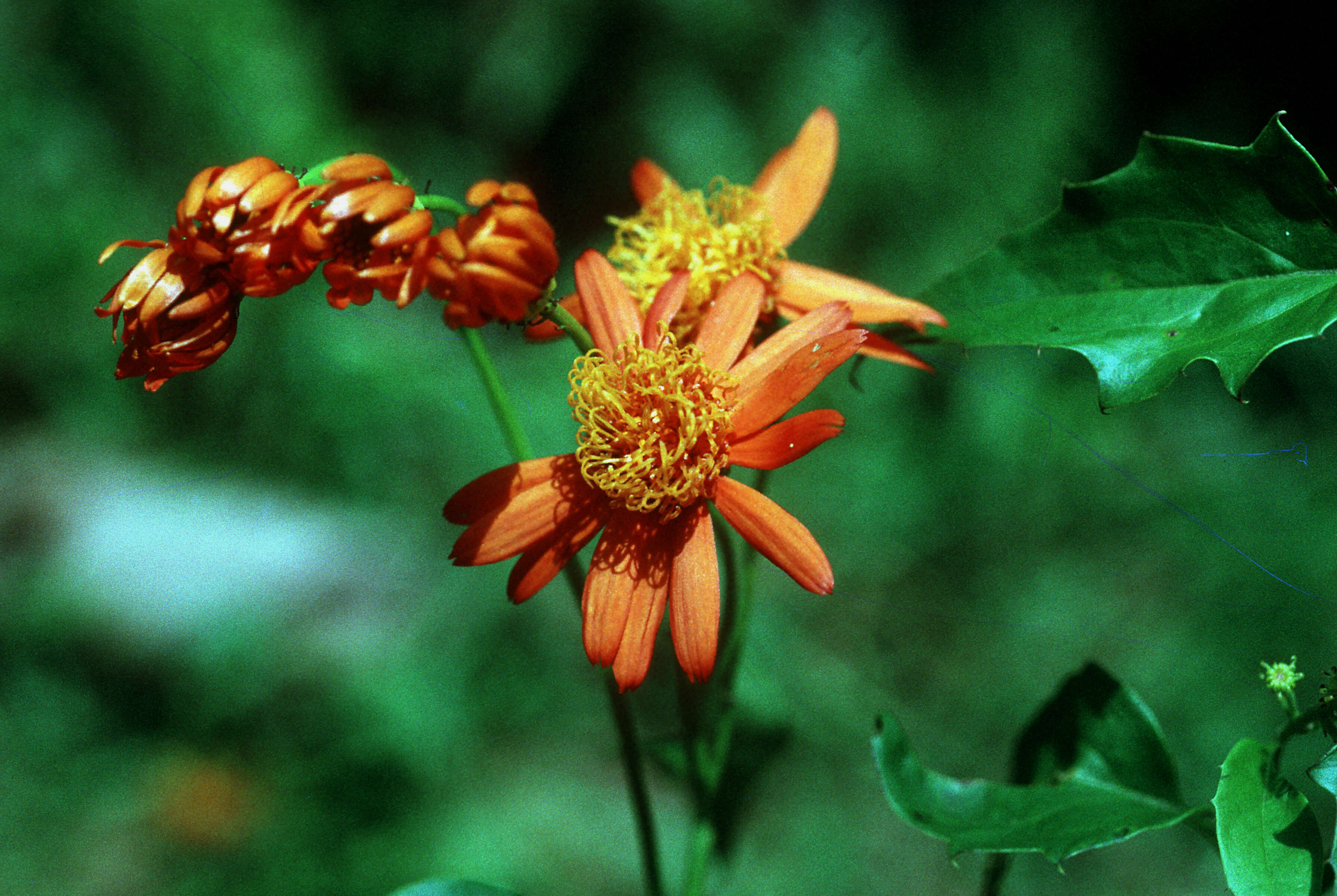 Image of Mexican Flame Vine