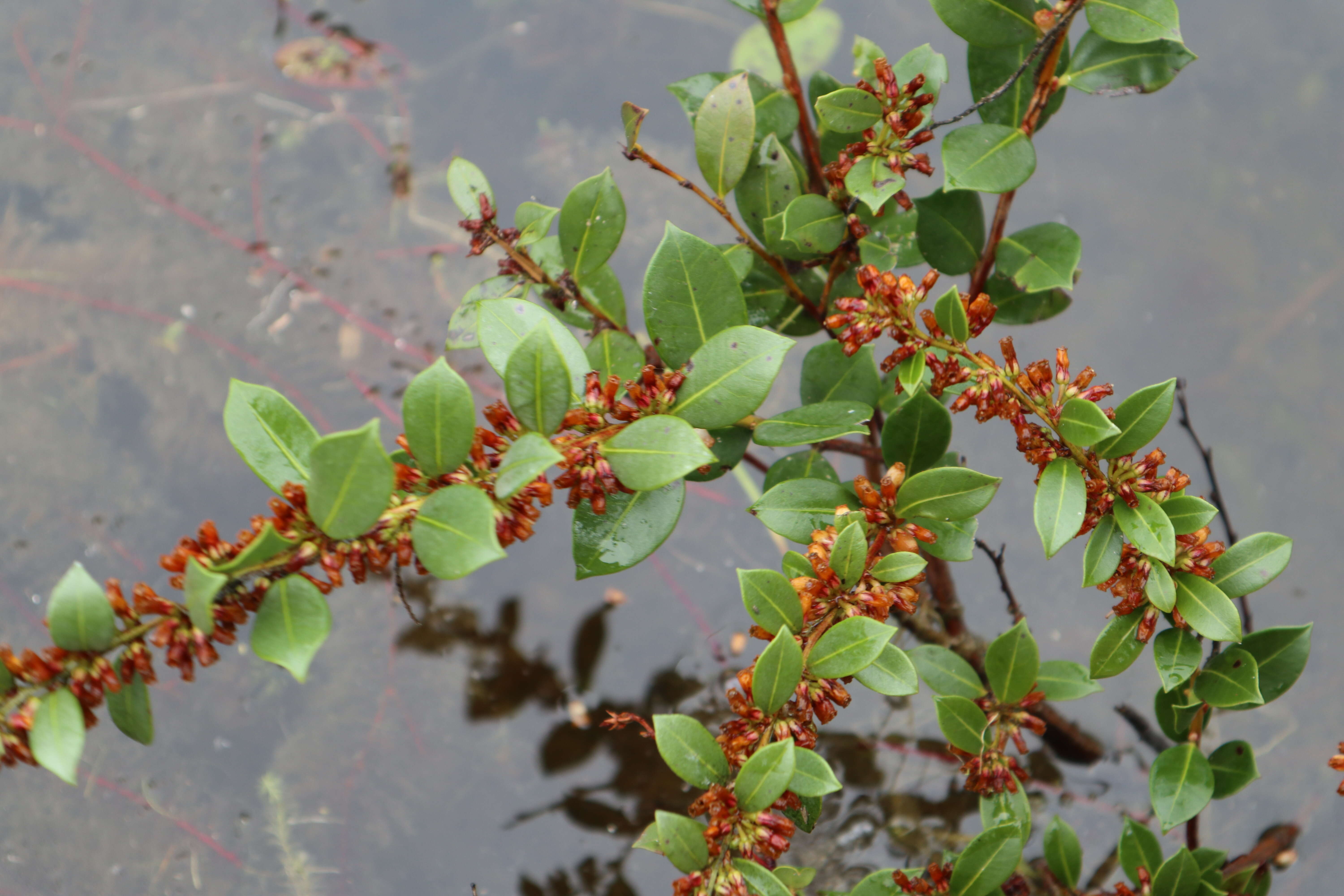 Lyonia lucida (Lam.) C. Koch resmi