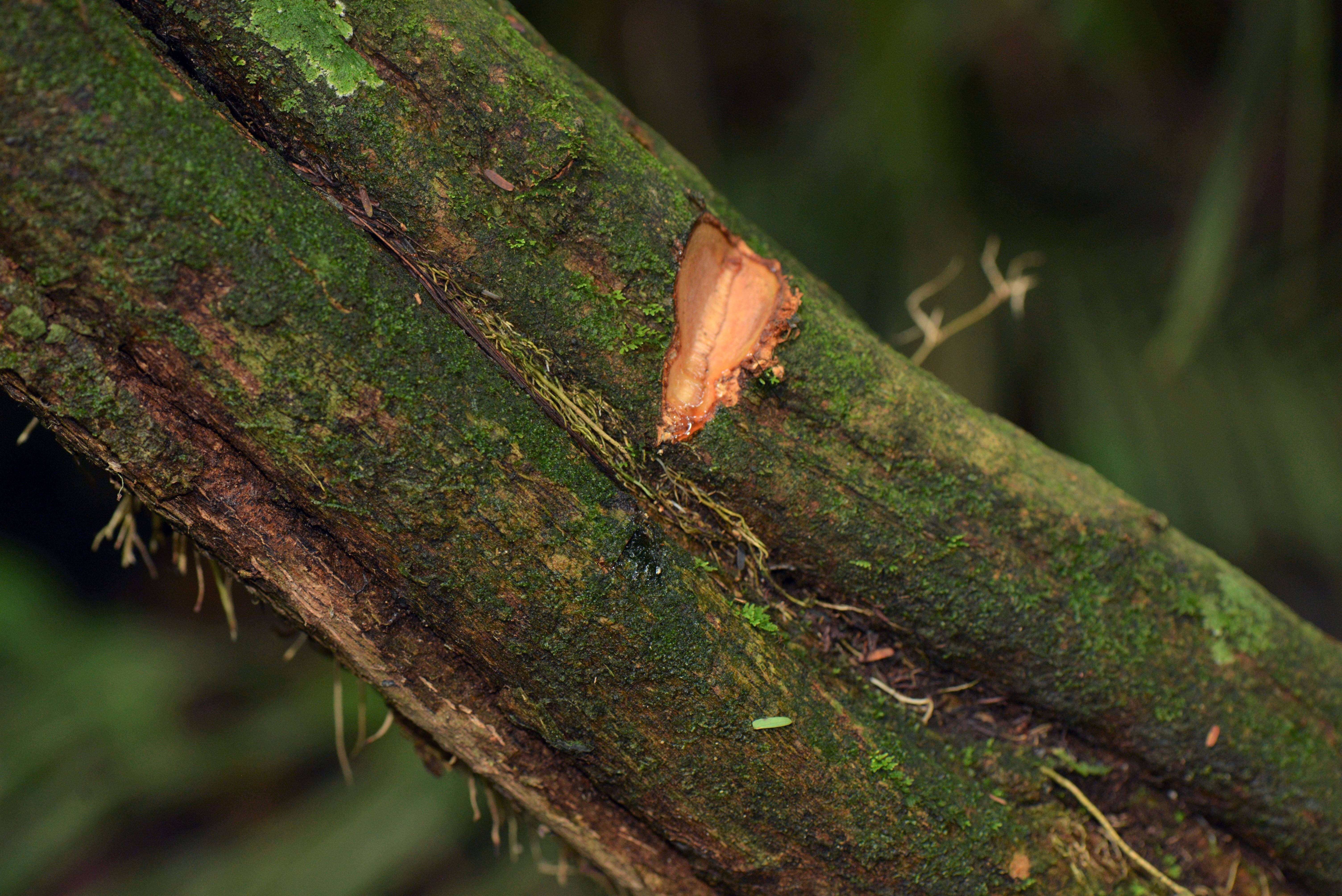 Image of Fabaceae