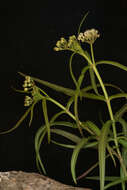 Plancia ëd Asclepias woodsoniana Standl. & Steyerm.