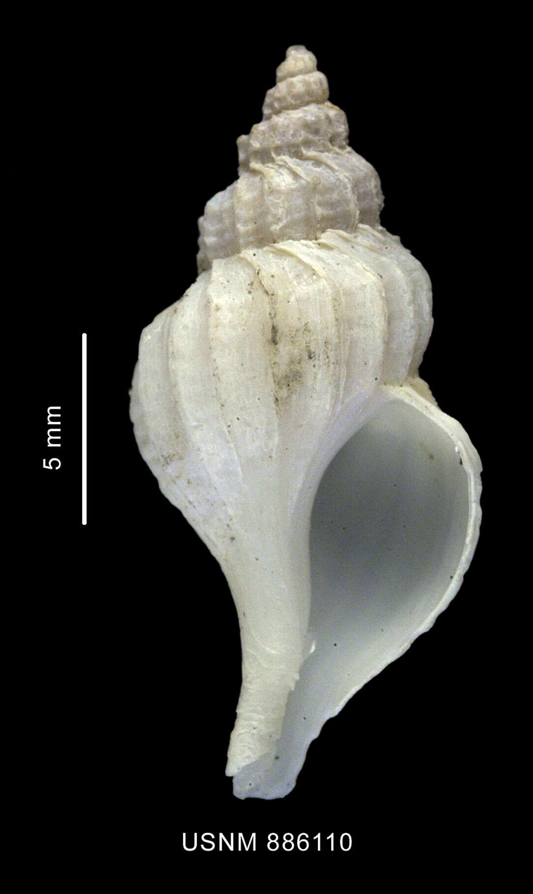 Image of Enixotrophon macquariensis (Powell 1957)