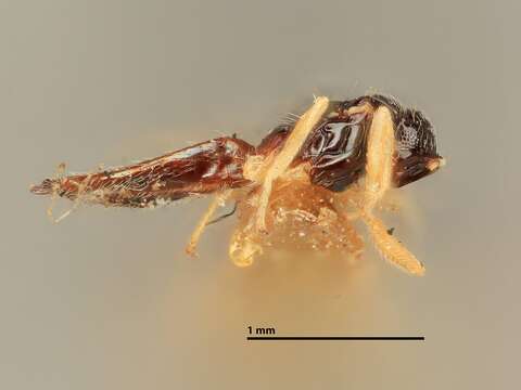 Image of Elachertus aeneoniger Girault 1917