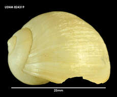 Globisininae Powell 1933 resmi