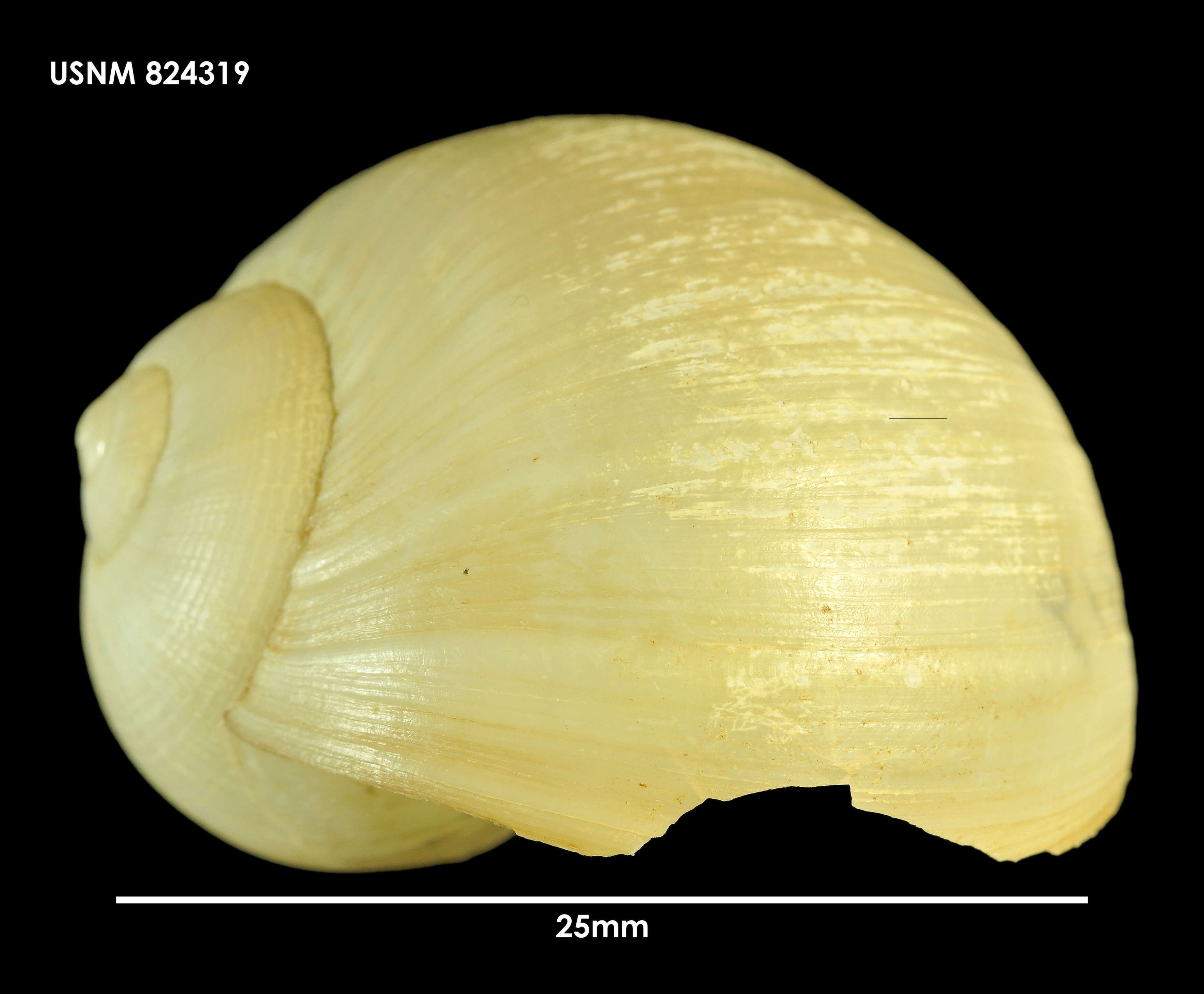 Globisininae Powell 1933 resmi