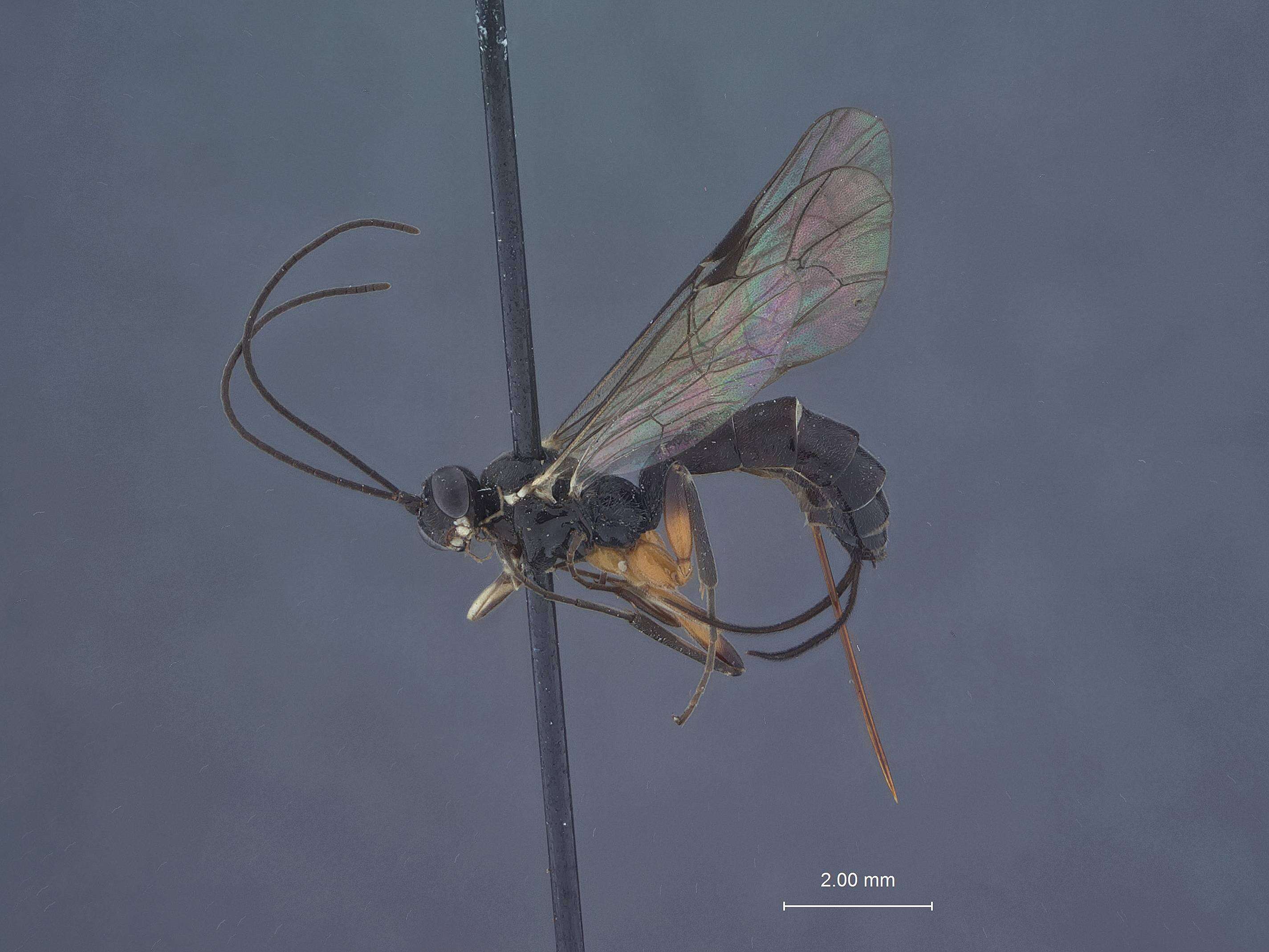 Image of Delomerista lepteces Walkley 1960