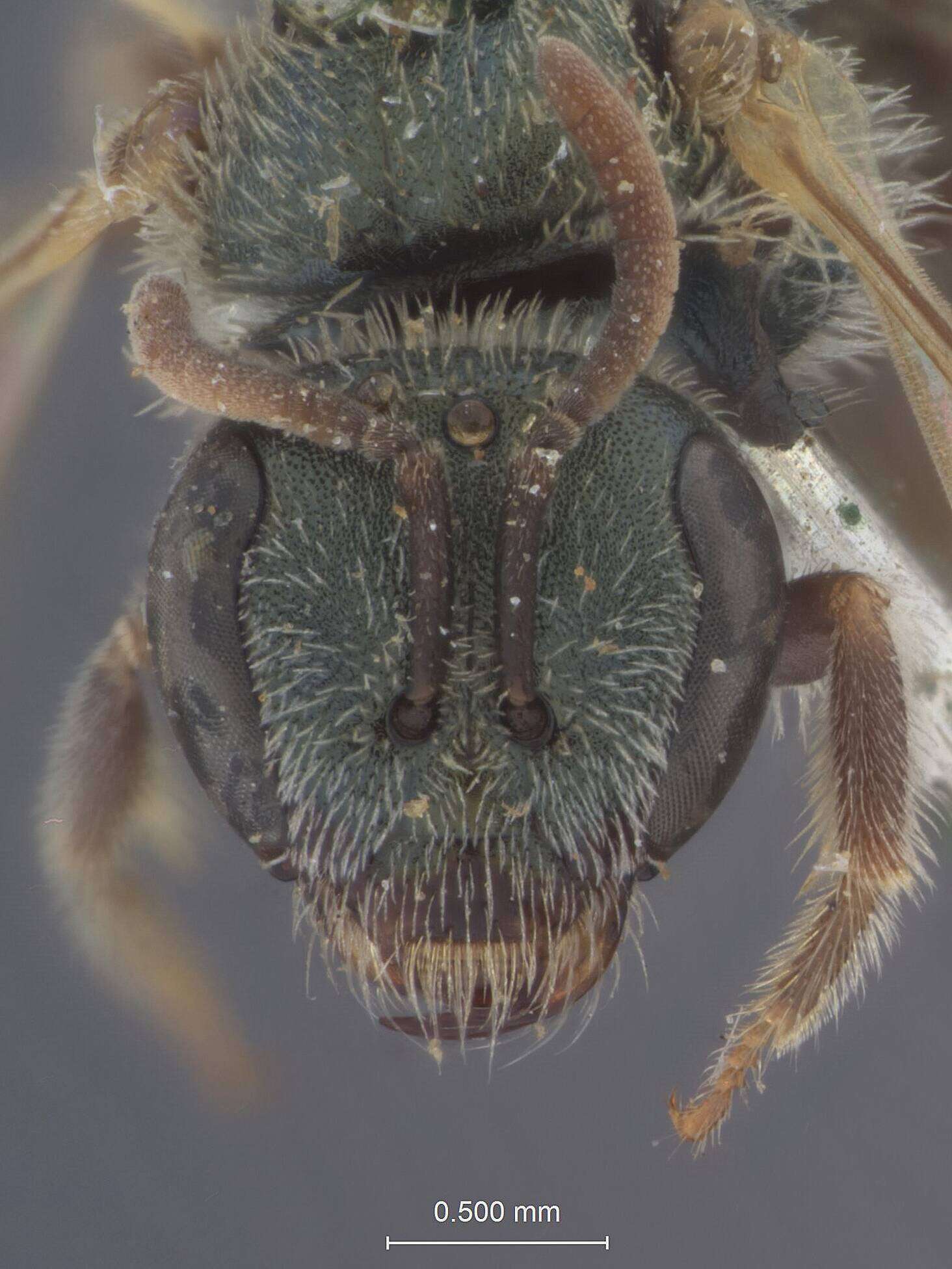 Image of Halictus