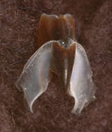 صورة Pholidoteuthis massyae (Pfeffer 1912)