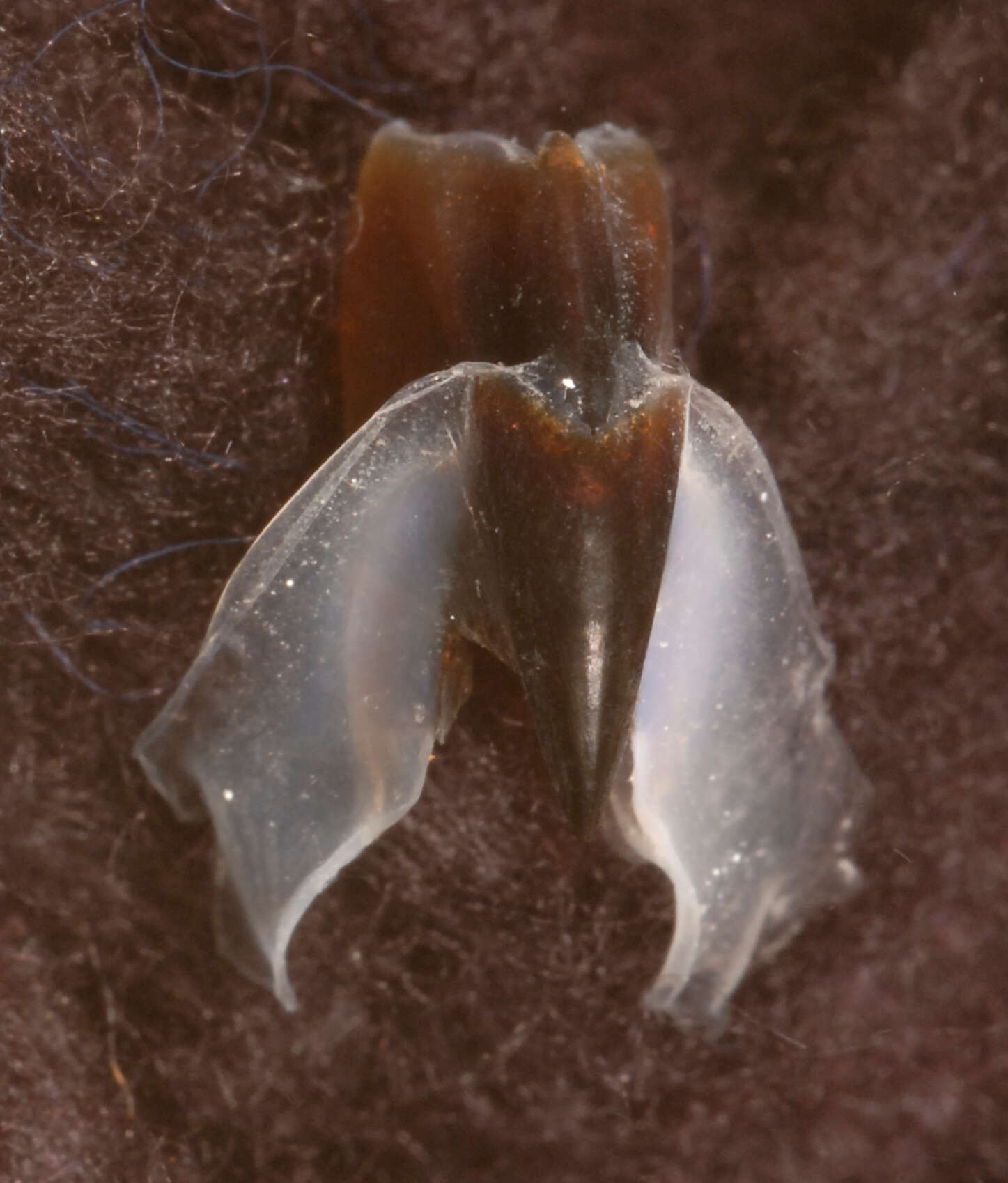 Image of Coffee bean scaled squid