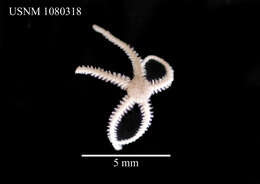 Image of Ophiothrix subgen. Ophiothrix