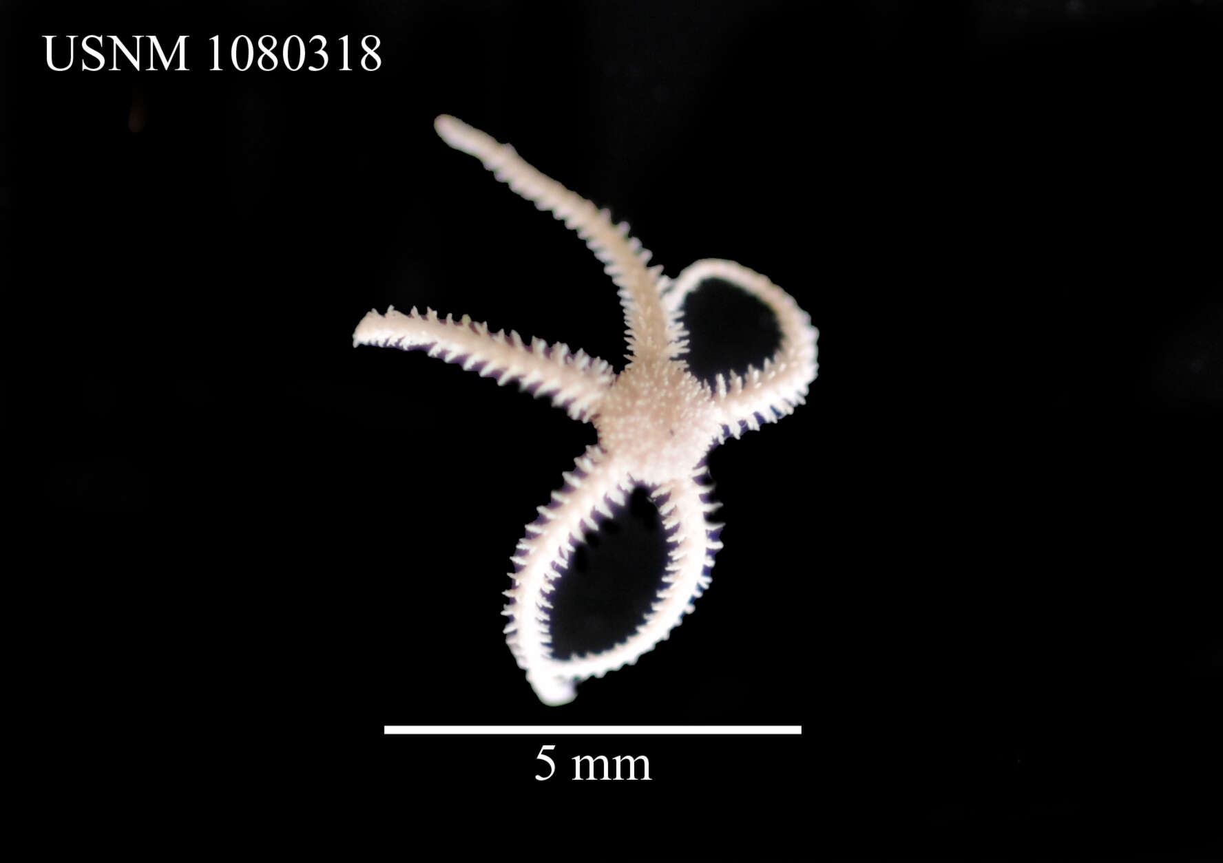 Image of Ophiothrix subgen. Ophiothrix