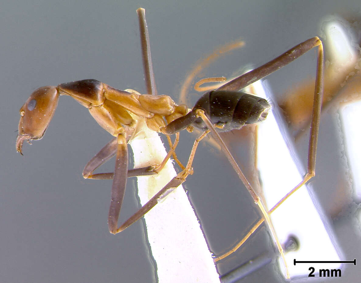 Imagem de Leptomyrmex erythrocephalus brunneiceps Wheeler 1934