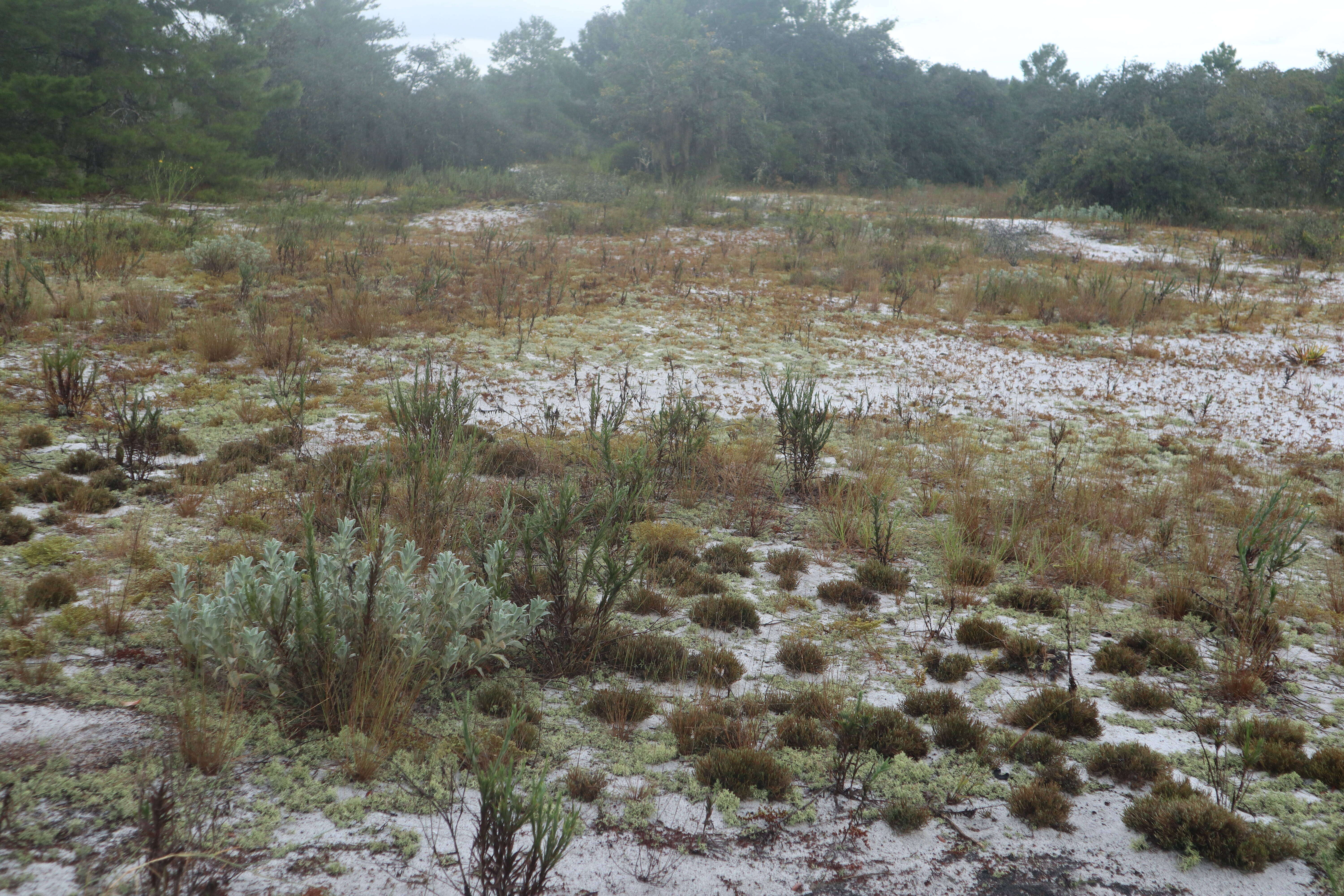 Image of sand spikemoss