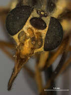 Image of Chrysops bistellatus Daecke 1905