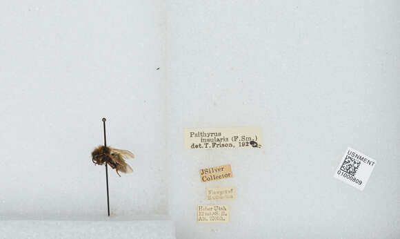 Image de Bombus insularis (Smith 1861)