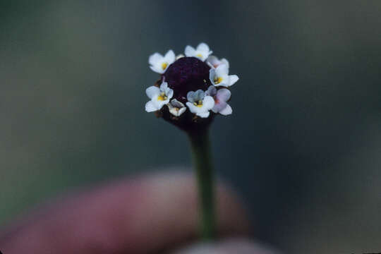 Sivun Phyla nodiflora (L.) Greene kuva