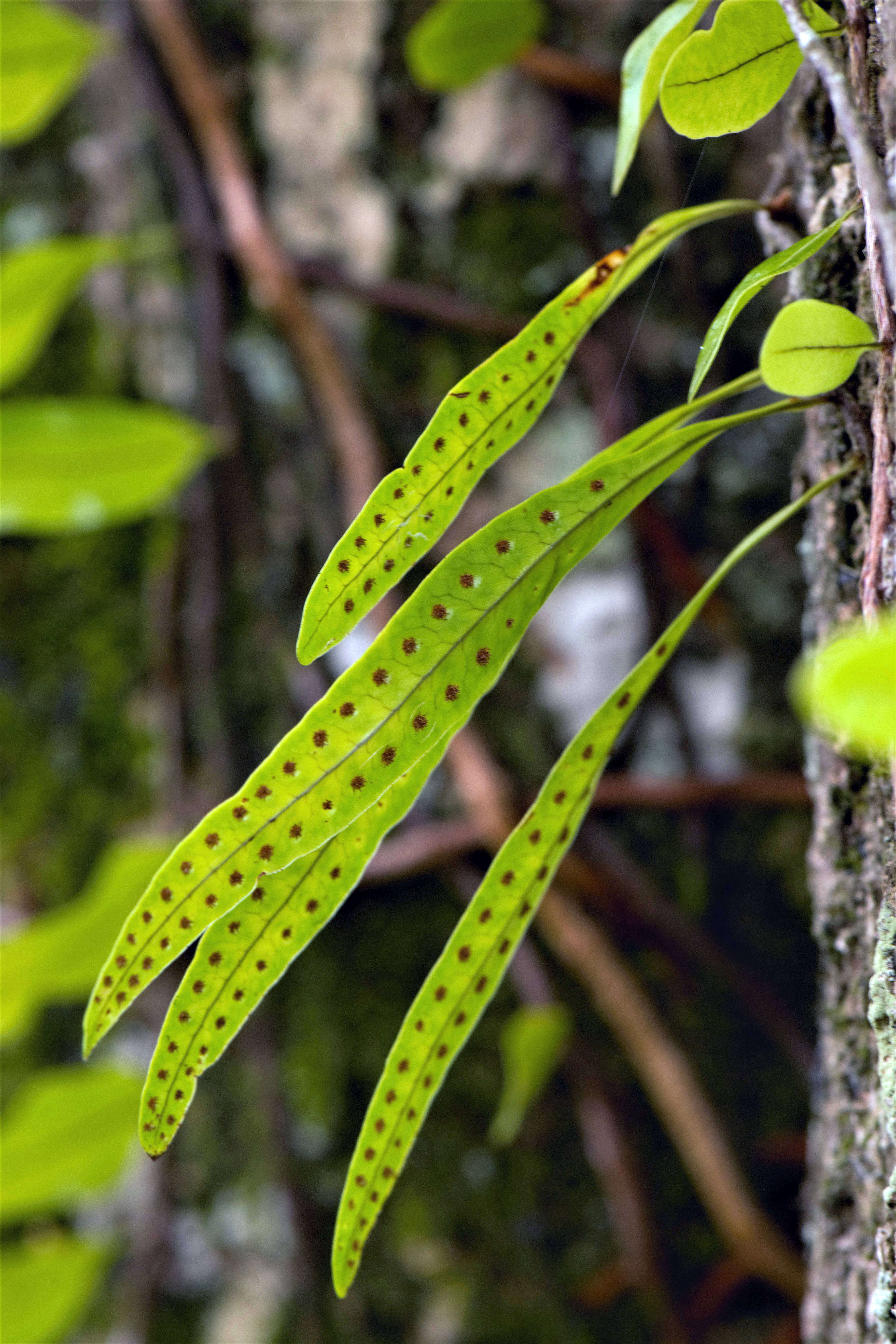 Image of clubmoss snakefern