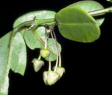 Melicope sessilis (H. Lev.) T. G. Hartley & B. C. Stone resmi