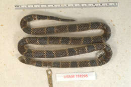 Image of Peters' Coral Snake