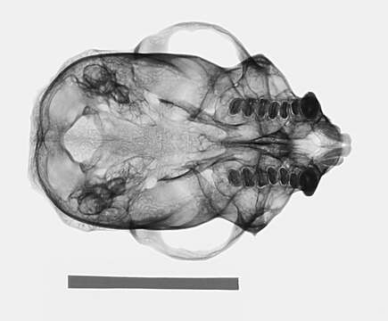 Image of White-faced Saki