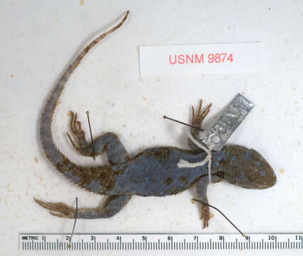 Image of Sceloporus torquatus torquatus Wiegmann 1828