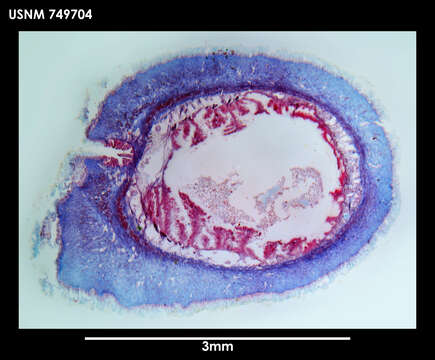 Image of Neomenia labrosa Salvini-Plawen 1978