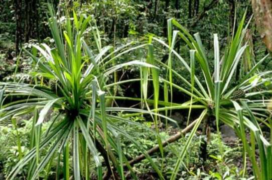 Image of Tahitian screwpine