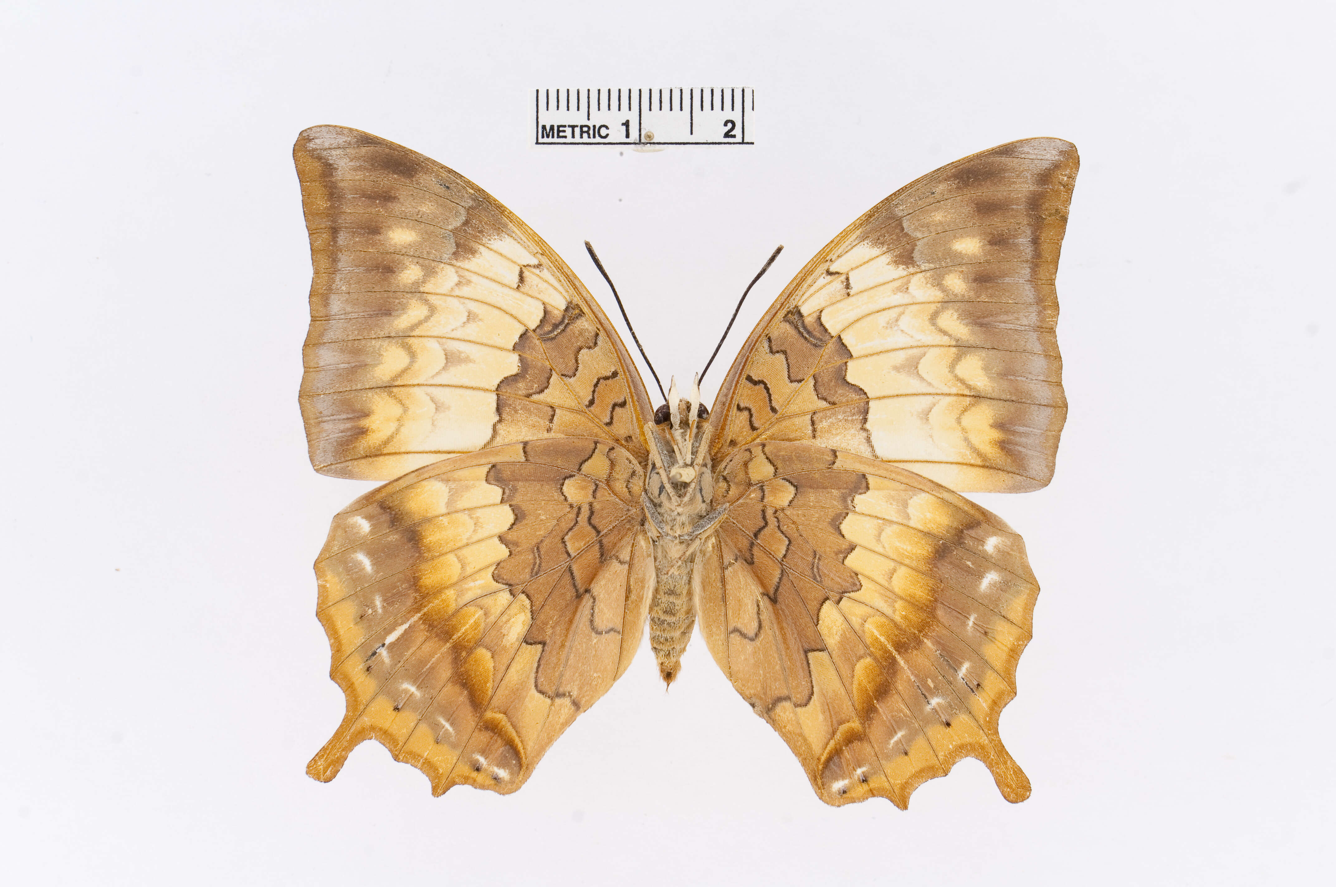 Imagem de Charaxes bernardus Fabricius 1793