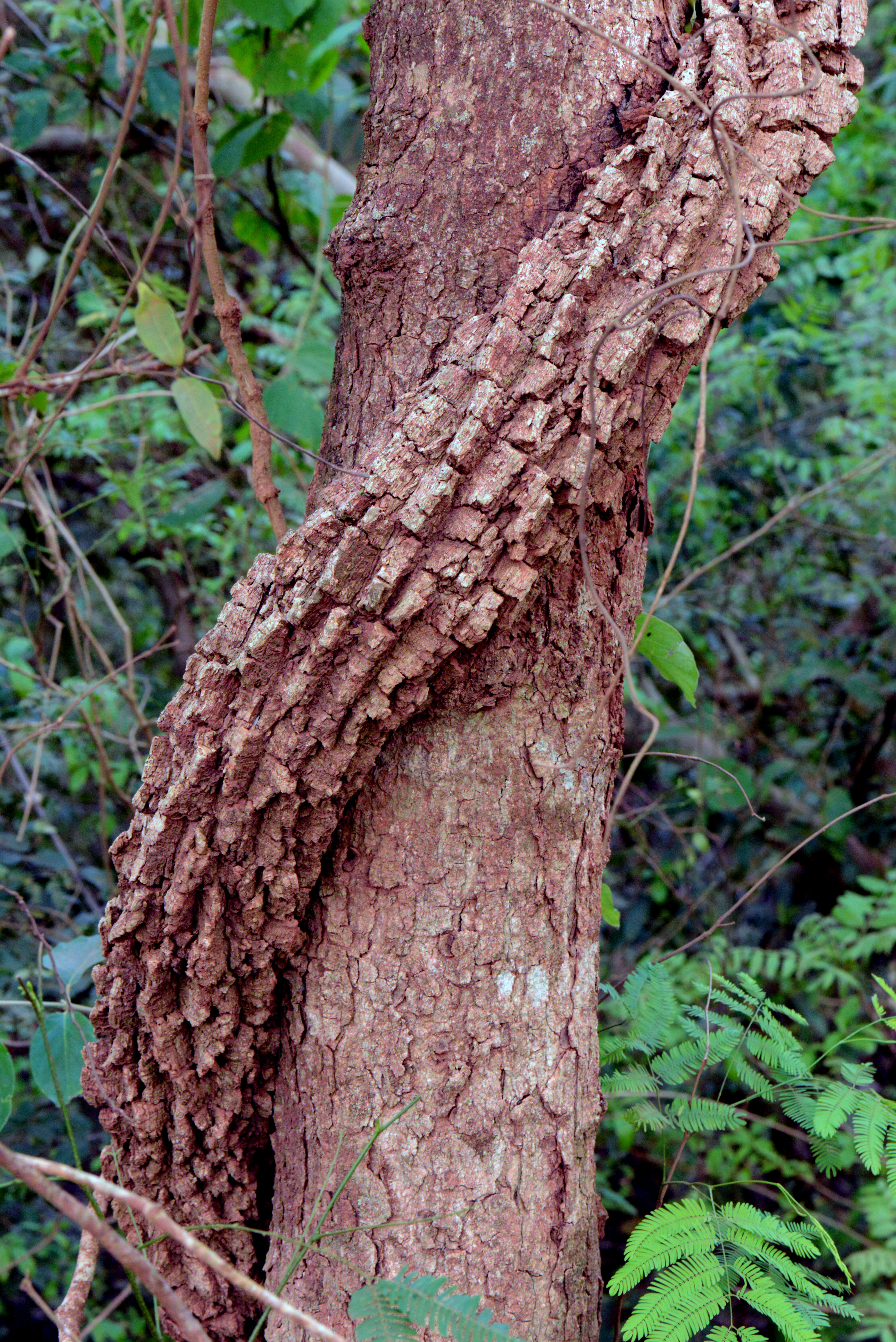 Image of Dolichandra quadrivalvis (Jacq.) L. G. Lohmann