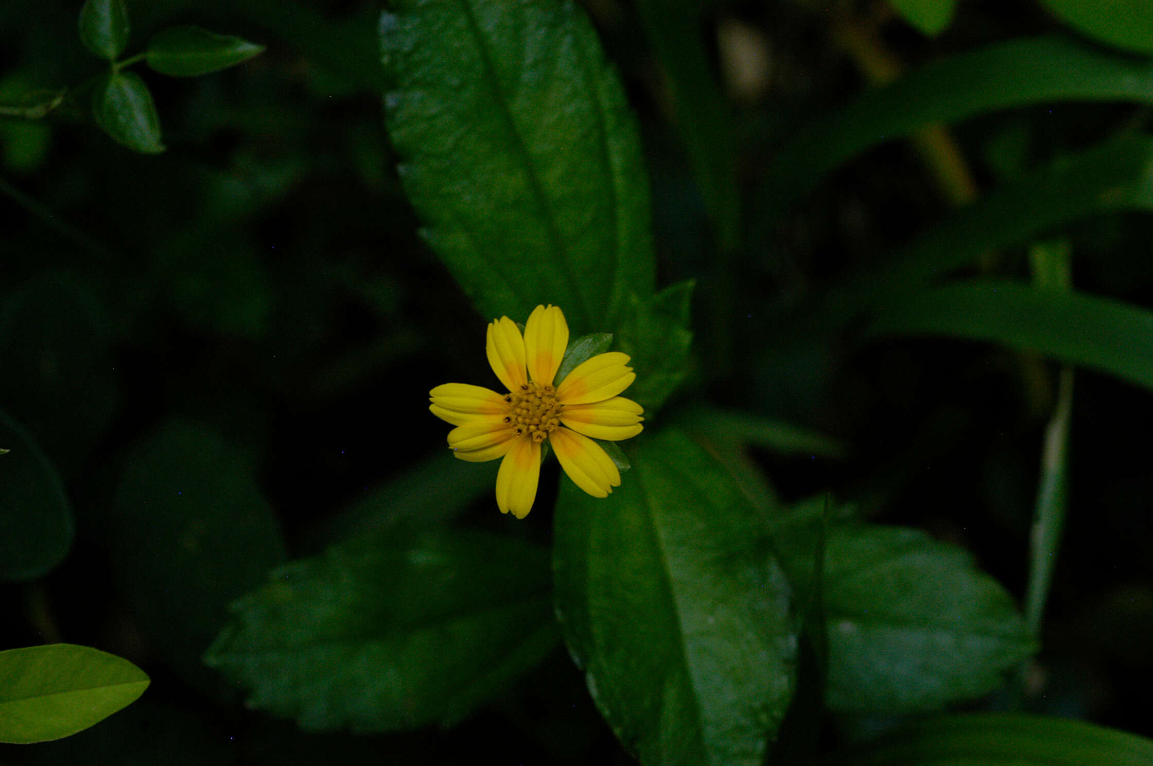 Image of Bay Biscayne creeping-oxeye