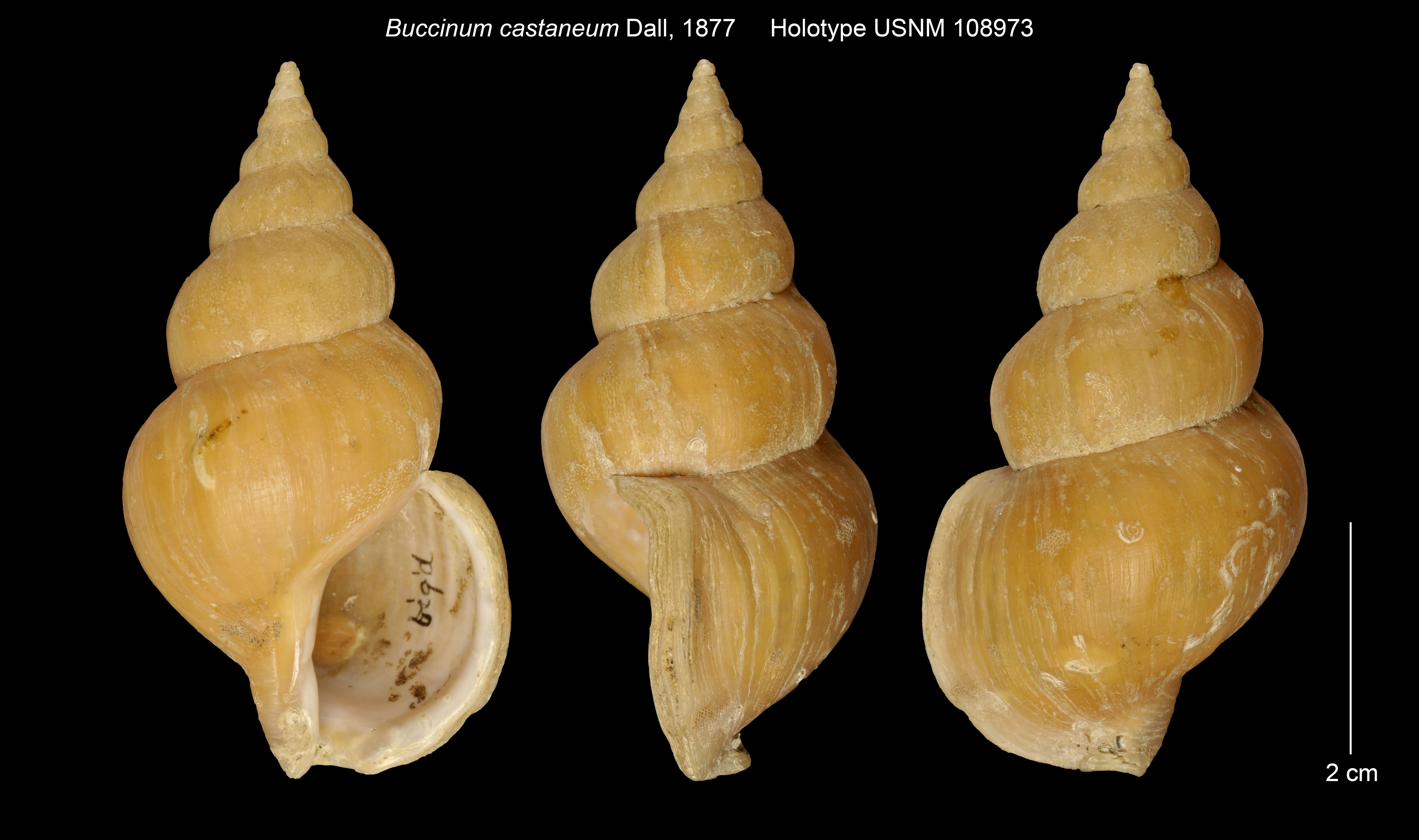 Image of Buccinum castaneum Dall 1877