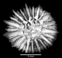 Слика од Pseudocyathoceras avis (Durham & Barnard 1952)