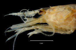 Image de Chorismus antarcticus (Pfeffer 1887)