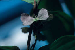 Image of Hiraea apaporiensis Cuatrec.