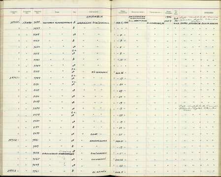 Ochthoeca rufipectoralis poliogastra Salvin & Godman 1880的圖片