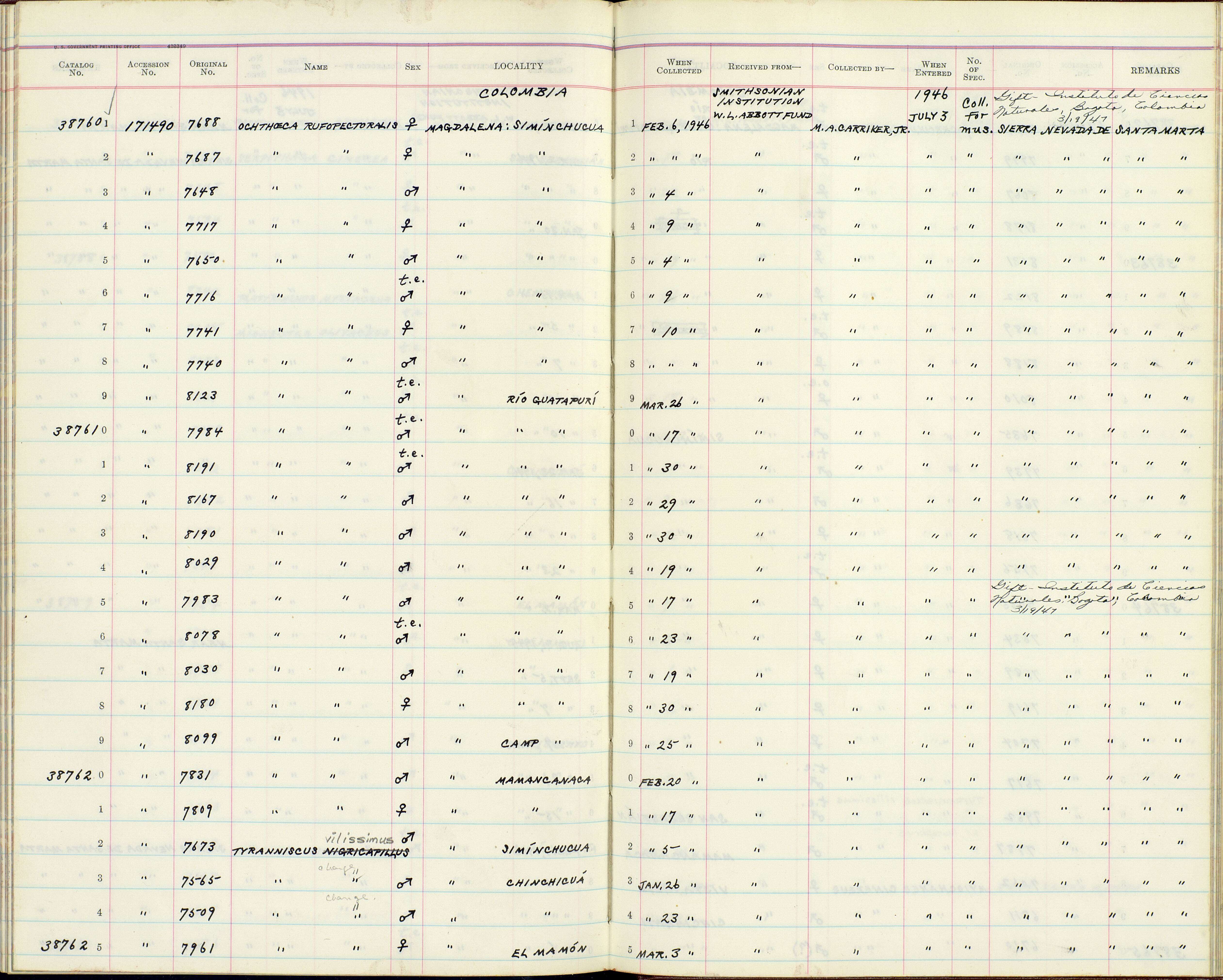 Ochthoeca rufipectoralis poliogastra Salvin & Godman 1880的圖片