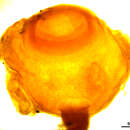 Image of Echeneibothrium megalosoma Carvajal & Dailey 1975
