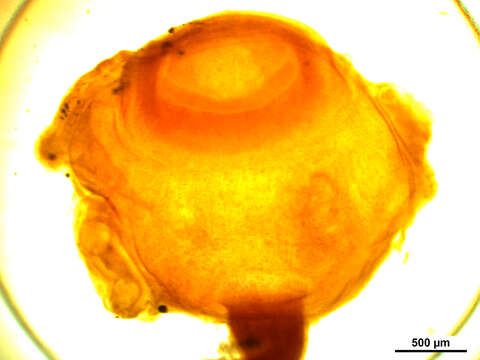 Image of Echeneibothrium megalosoma Carvajal & Dailey 1975