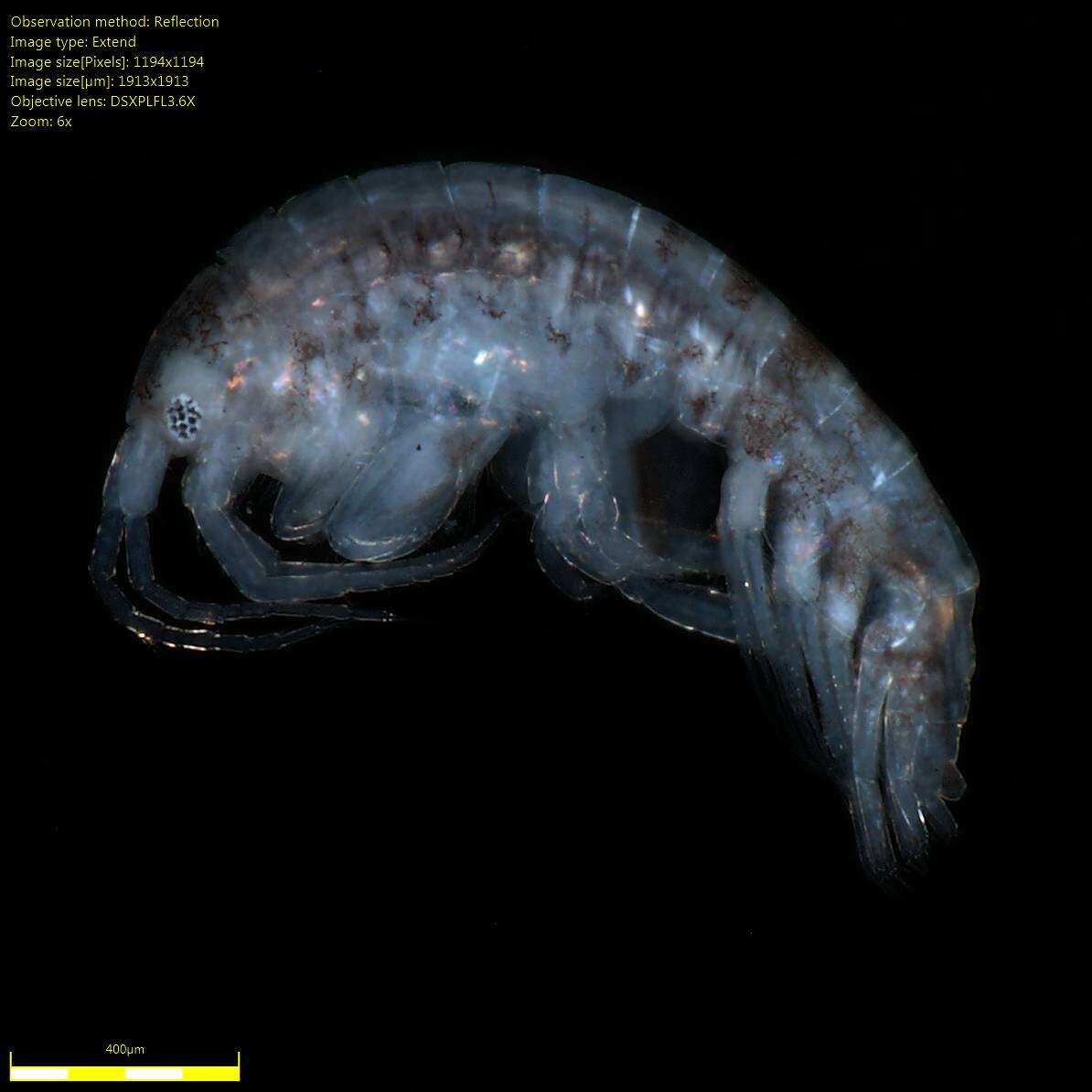 Image of Amphipoda