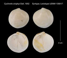 Слика од Cyclinella producta (Carpenter 1856)