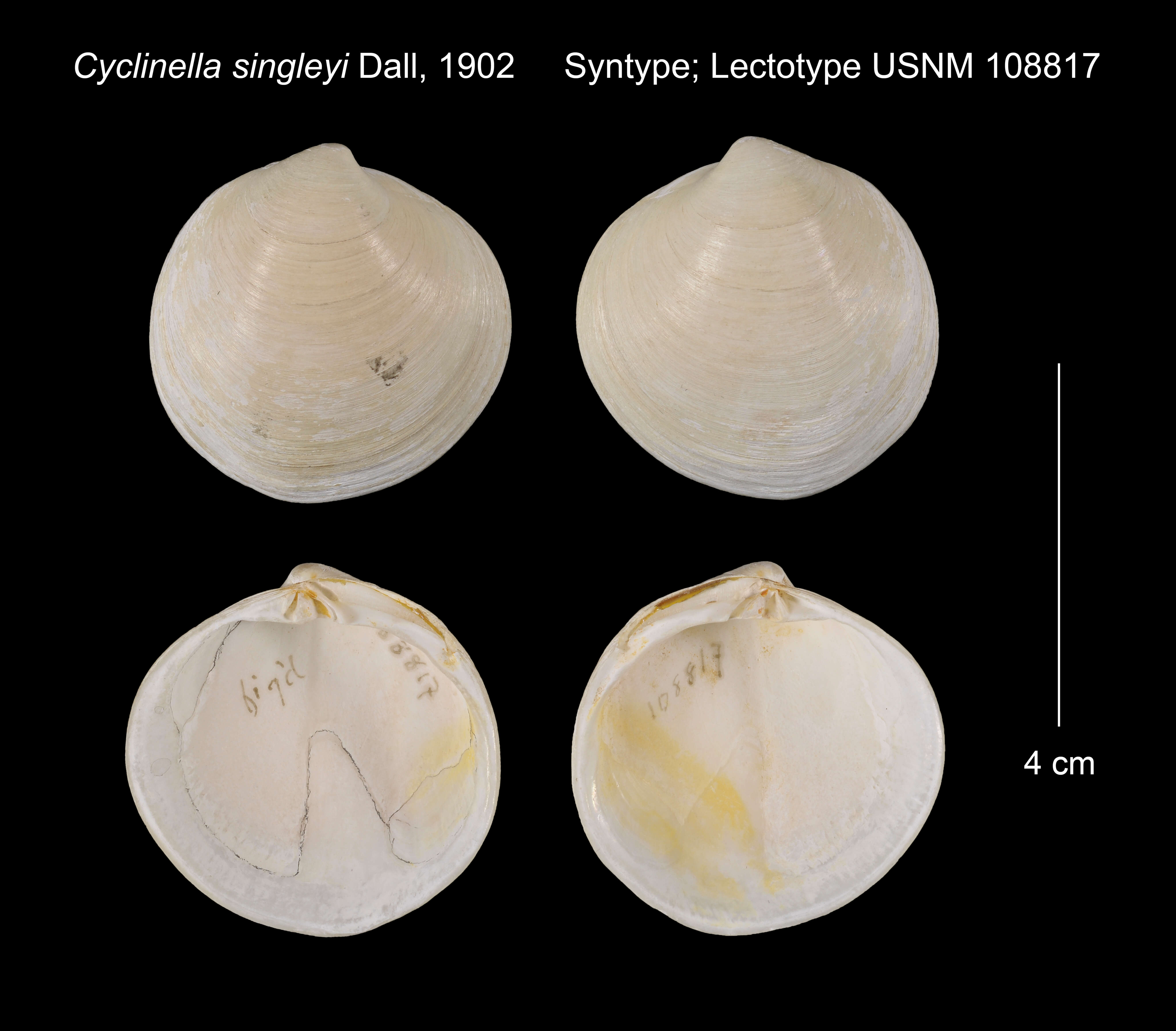 Image de Cyclinella producta (Carpenter 1856)